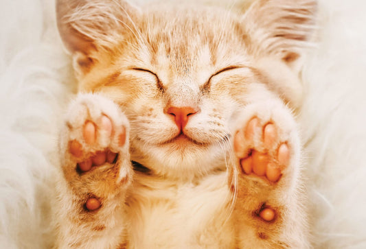 From Naps to Deep Sleep: How the Right Bed Can Reduce Your Cat’s Stress!